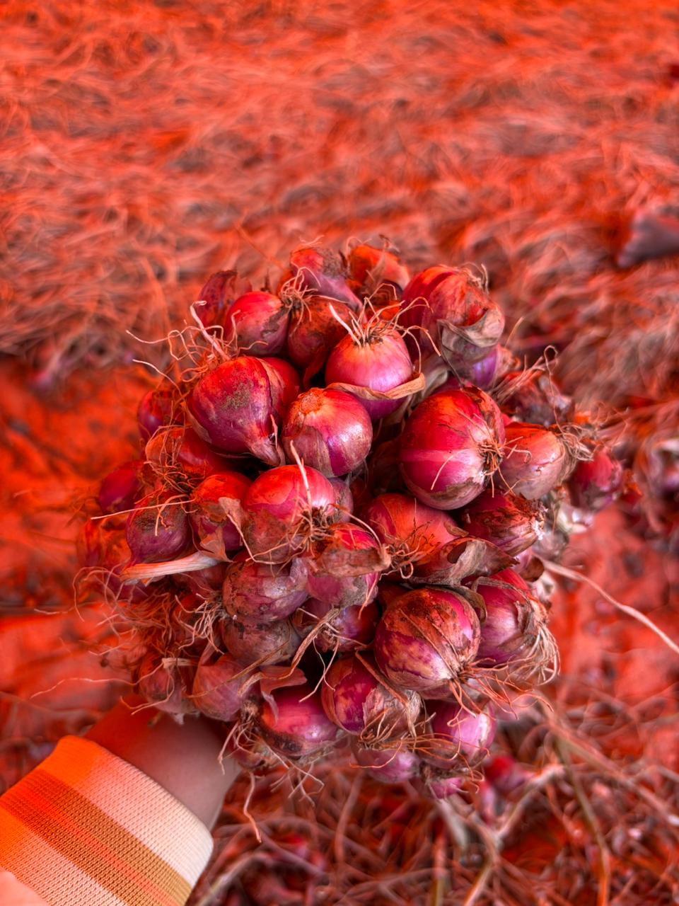 Bawang merah dan aktivitas mitrabawang.id