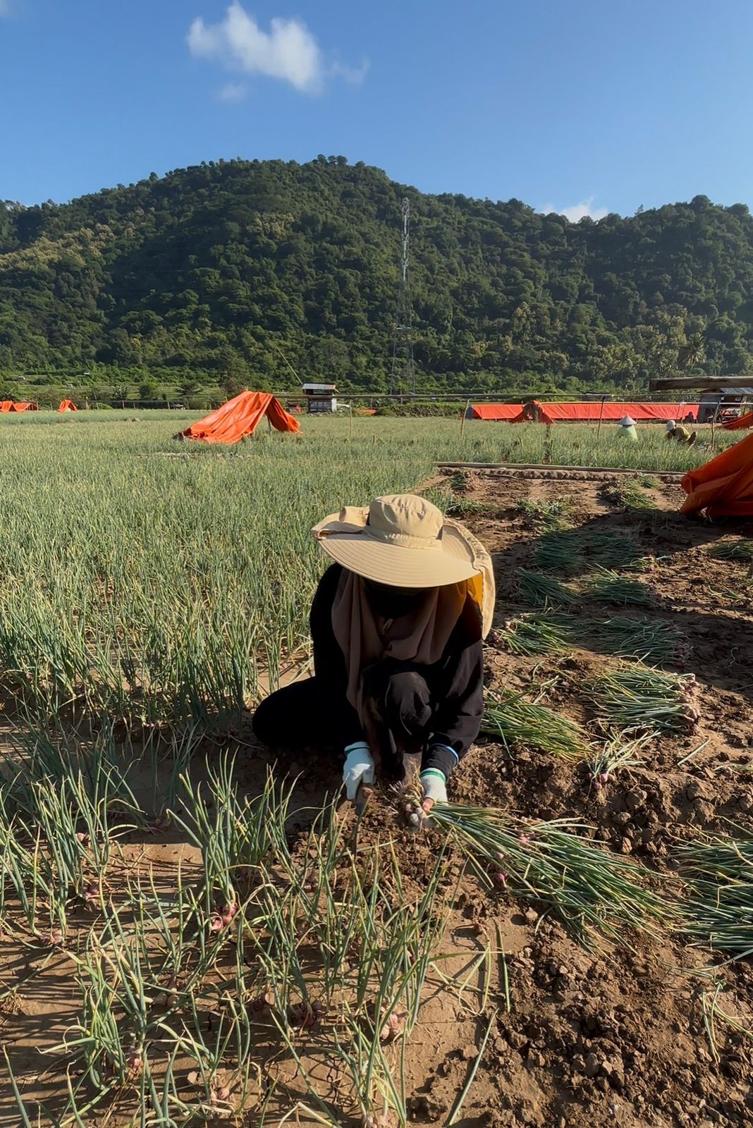 Produk bawang merah mitrabawang.id