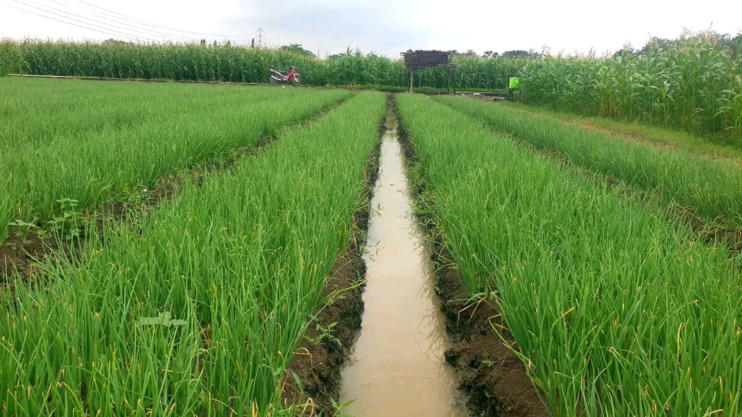 Kegiatan mitrabawang.id bersama petani dan gudang