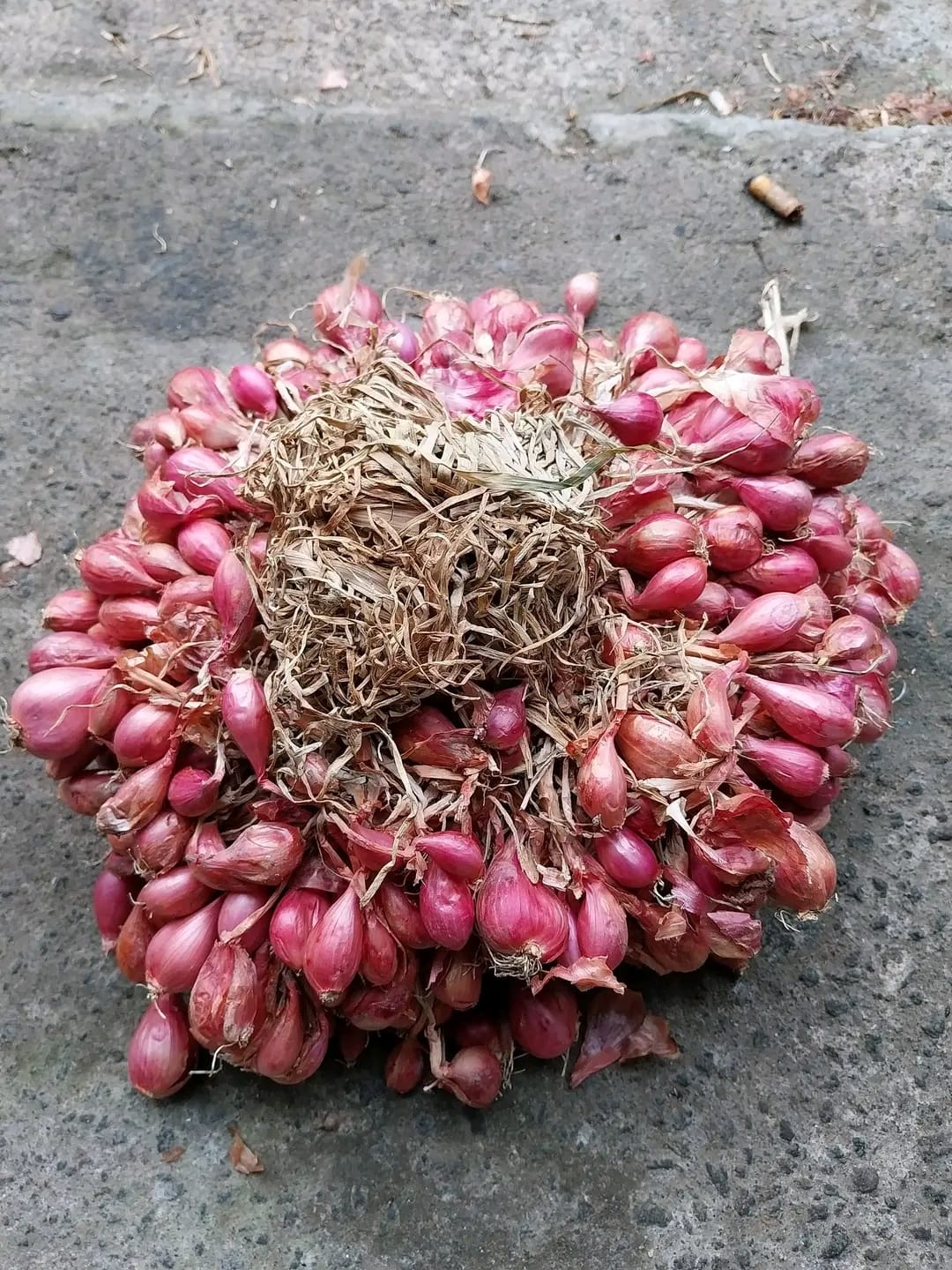 Bawang merah berkualitas — sortir mitrabawang.id